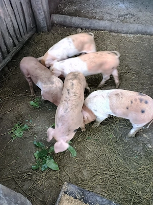 vand 5 purcei sanatosi de 6 saptamani, localitatea Piscolt