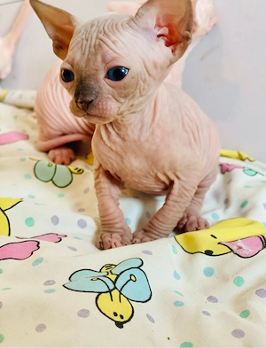 Motanei Sphynx - imagine 4