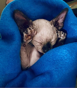 Motanei Sphynx - imagine 3