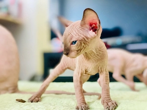 Motanei Sphynx