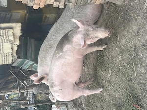 Vând porci în comuna pui  - imagine 2