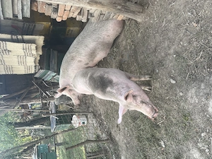 Vând porci în comuna pui  - imagine 4