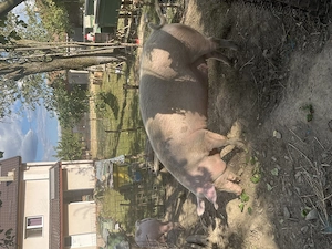 Vând porci în comuna pui 