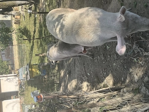 Vând porci în comuna pui  - imagine 5