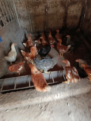 Vând s-au Schimb cu Iepuri belgieni s-au Bibilici 