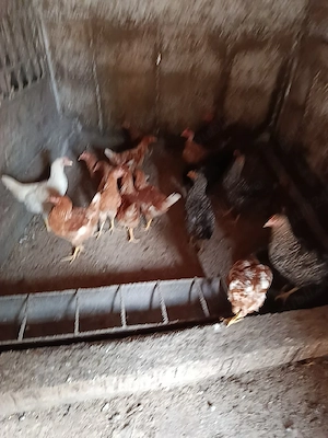 Vând s-au Schimb cu Iepuri belgieni s-au Bibilici  - imagine 2