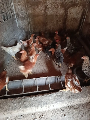 Vând s-au Schimb cu Iepuri belgieni s-au Bibilici  - imagine 3