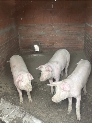 vand 3 buc suldei 60 70 kg 