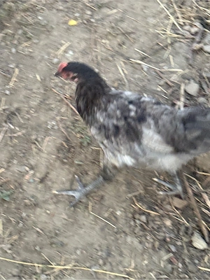 pui australorp - imagine 4