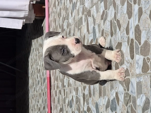 Catei Amstaff Blue rasa pura