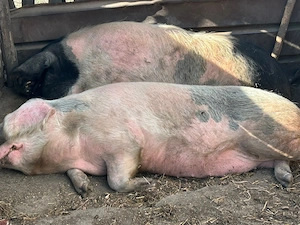 Porci de vânzare  - imagine 3