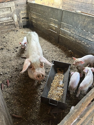 Porci de vânzare 