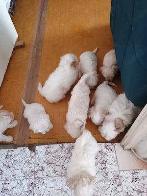 Bichon maltez vârsta7 săptămâni 