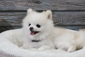 Asigur transport !!! Vand pui Spitz Pomeranian femela 3,5 luni