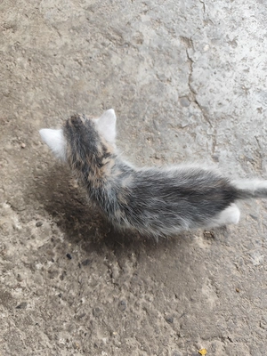 Pisici adopție gri - imagine 3