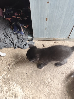 Pisici adopție gri - imagine 2