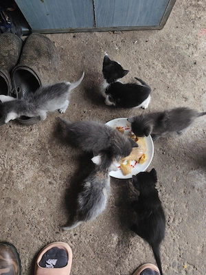 Pisici adopție gri