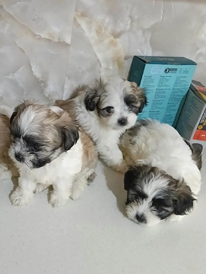 De vânzare 5 cățeluși din rasa shih tzu  - imagine 2