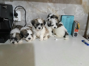 De vânzare 5 cățeluși din rasa shih tzu  - imagine 3
