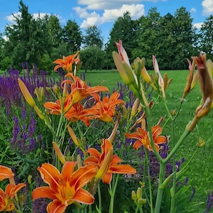 Hemerocallis (crin de zi) M. Perry