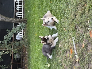 Husky siberian superbi 