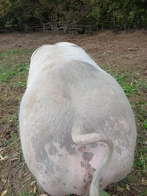 Vand purcei si porc petreian belgian pur - imagine 3