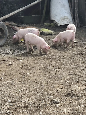 vand purcei si purcica duroc