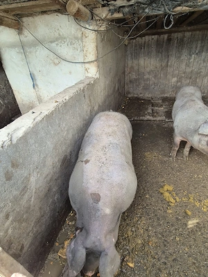 vând purcica duroc 