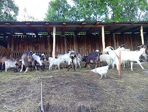 Capre de vînzare si țap anglo nubian  - imagine 2