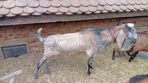 Capre de vînzare si țap anglo nubian 