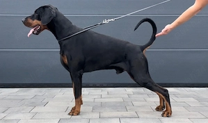 Dobermann cateii  - imagine 3