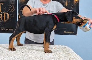 Dobermann cateii  - imagine 2