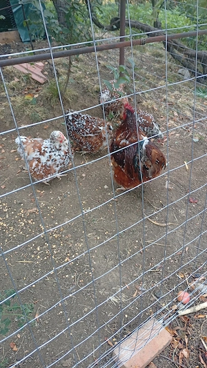 Cocos conchichina porțelan urias 