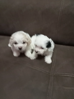 Vând bichon  - imagine 4