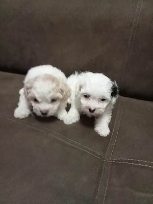 Vând bichon  - imagine 5