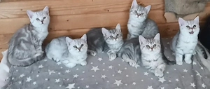Brithish chincilla silver 