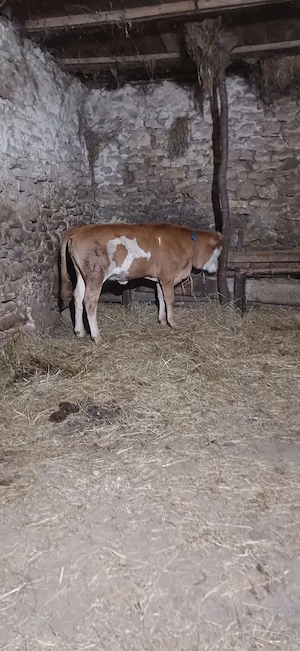vițălușa de 6luni de vânzare sau schimb 