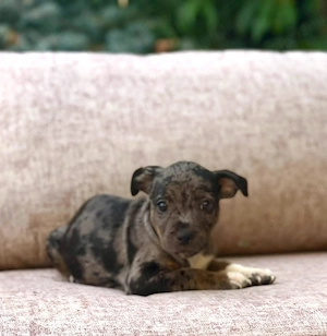 Staffordshire Bull Terrier  - imagine 5