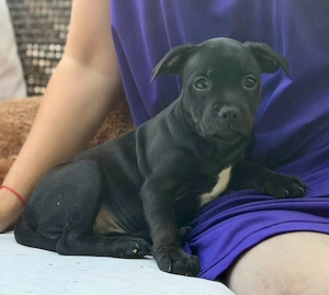 Staffordshire Bull Terrier  - imagine 4