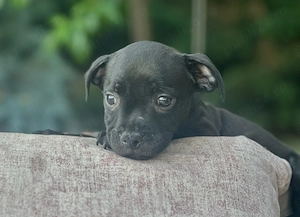 Staffordshire Bull Terrier  - imagine 3