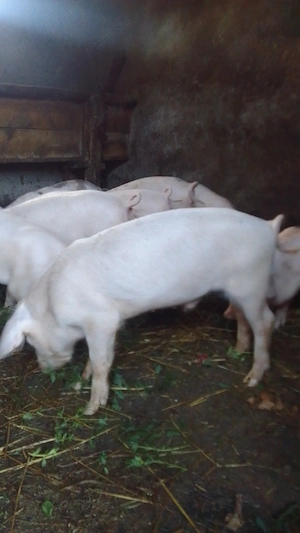 Vând grăsuni de 2,5 luni!