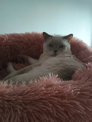 British shorthair 