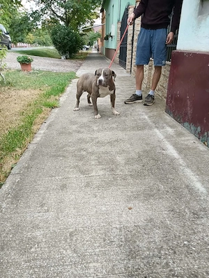 American bully Xl  - imagine 4
