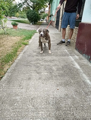 American bully Xl  - imagine 3