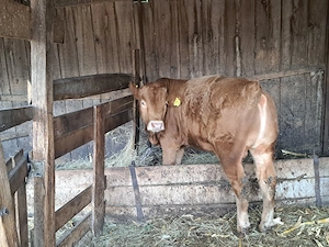 vând vițel 