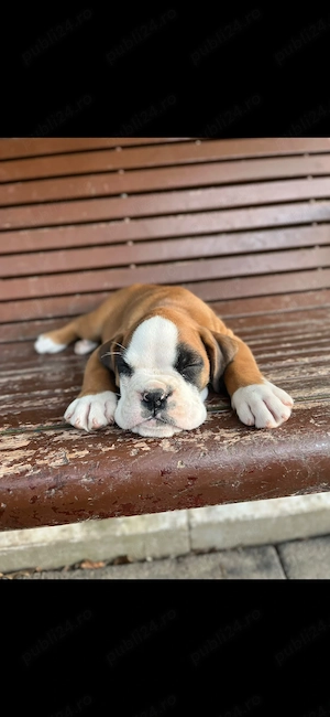 Boxer german, un exemplar formidabil   