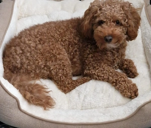 Cavapoo mascul  - imagine 4