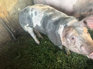 porci petrean  - imagine 4