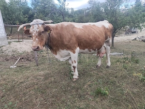 Vand vaca bălțată românească, 8 vitei, cu lapte - imagine 2