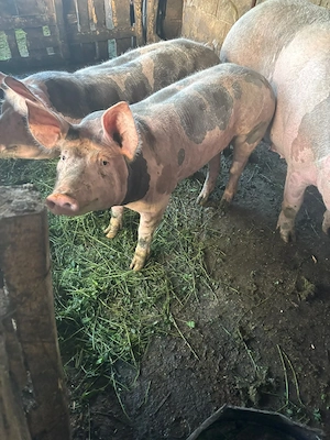 porci petrean  - imagine 5